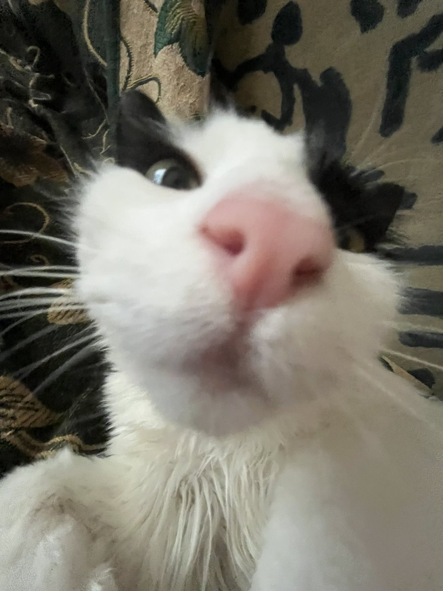 07locus's tweet image. creature