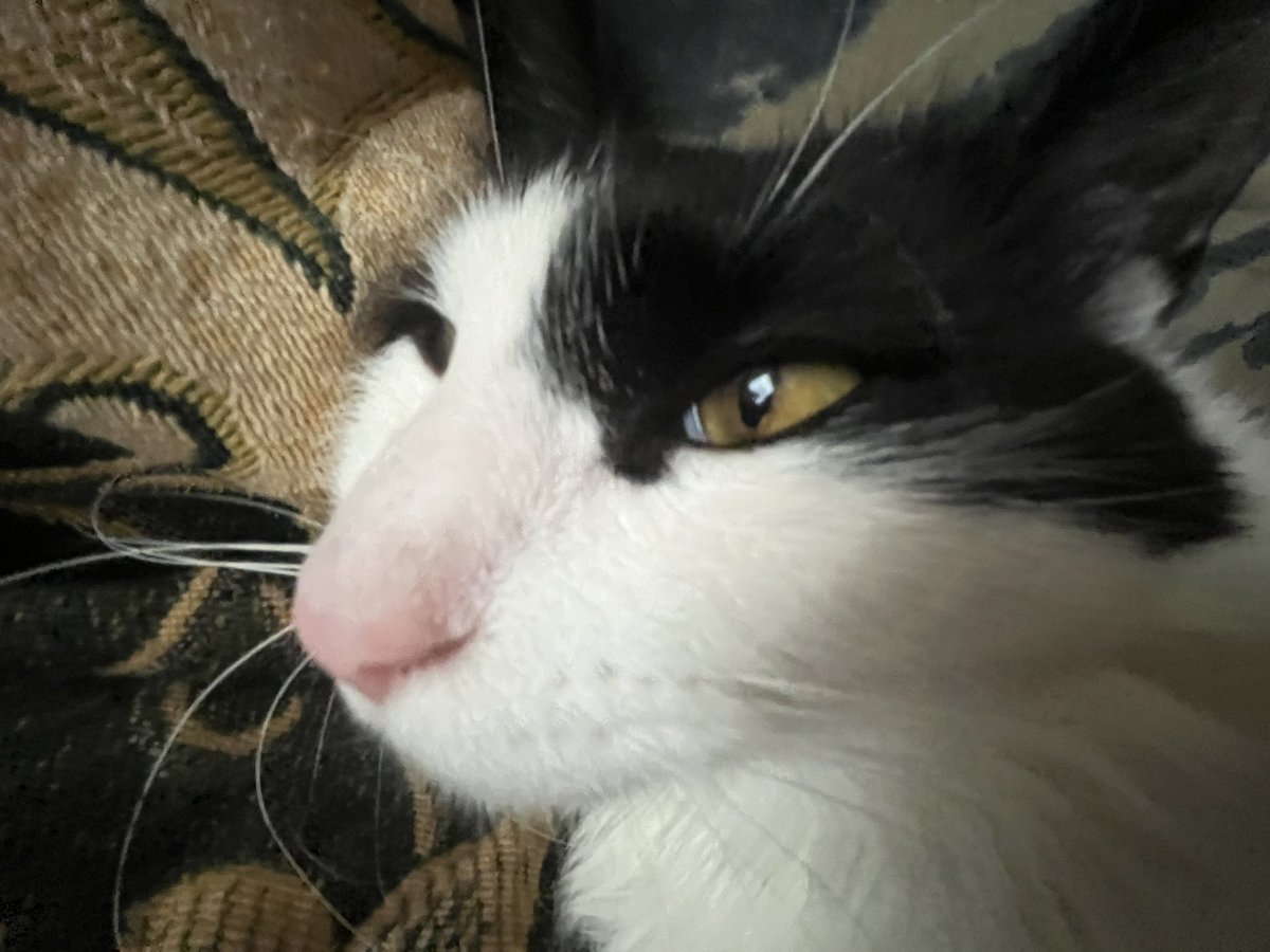 07locus's tweet image. creature