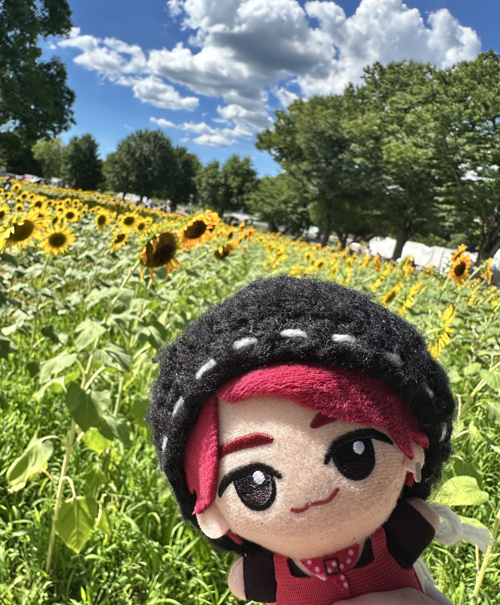 スーちゃん ひまわり畑で待ち合わせ 🌻 @sxixox12 ちゃんとあけぼの山でひまわり写活してきたよ