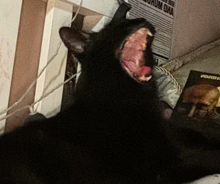 MarvelRivalsALT's tweet image. They took a photo of their cat that looks like the venom lord icon #MarvelRivals
🔗 brcises