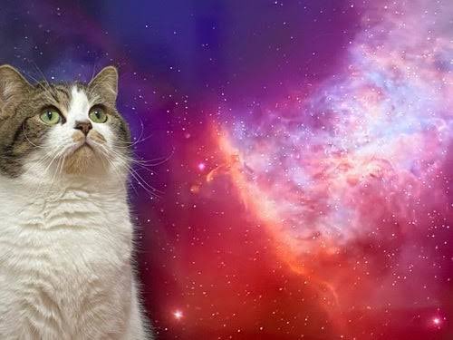 amouhimari's tweet image. 愛してるってなんだろうって考え始めたら訳わかんなくなってきて涙ばーばー宇宙猫