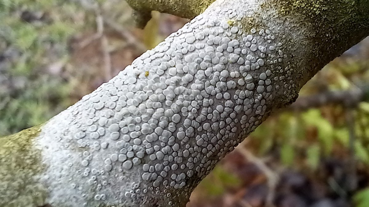 Przypominamy ciekawe wpisy.
Piotr Gąsiorowski o tym, czym są porosty, gdzie można je znaleźć i dlaczego warto mieć na nie oko.
eksperymentmyslowy.pl/2022/12/26/org…