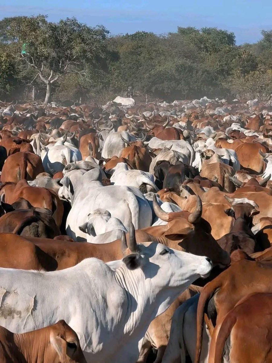 KDagbon's tweet image. In Dagbanli, a place where cattle are kept is called…..? 

In Dagbanli, a herd of cattle is called….? 

In Dagbanli, the edgy rump on the back of a bull is called…..? 

Let’s test your knowledge of basic Dagbanli. Let’s go !!