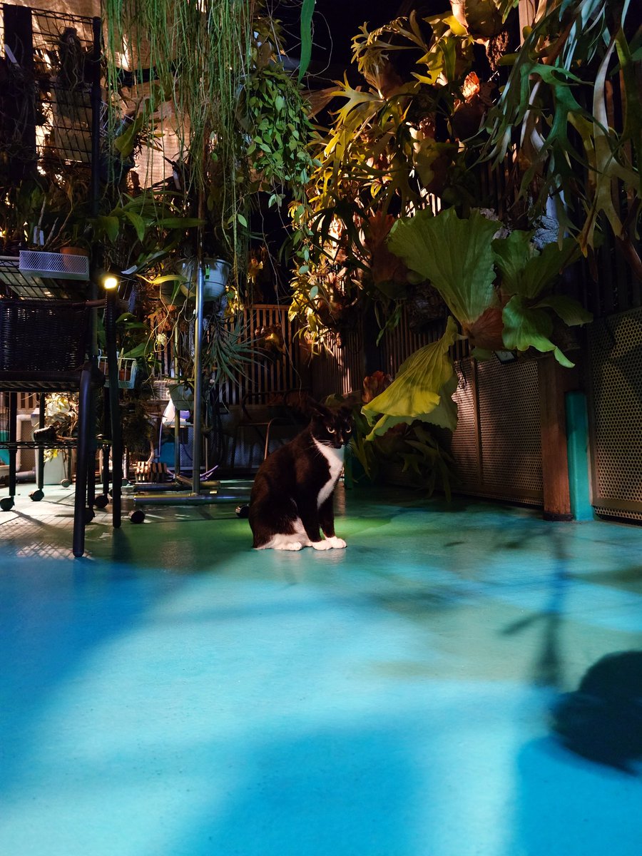 nekosuka513's tweet image. 部屋に入りませんの強い意志（一定の距離）