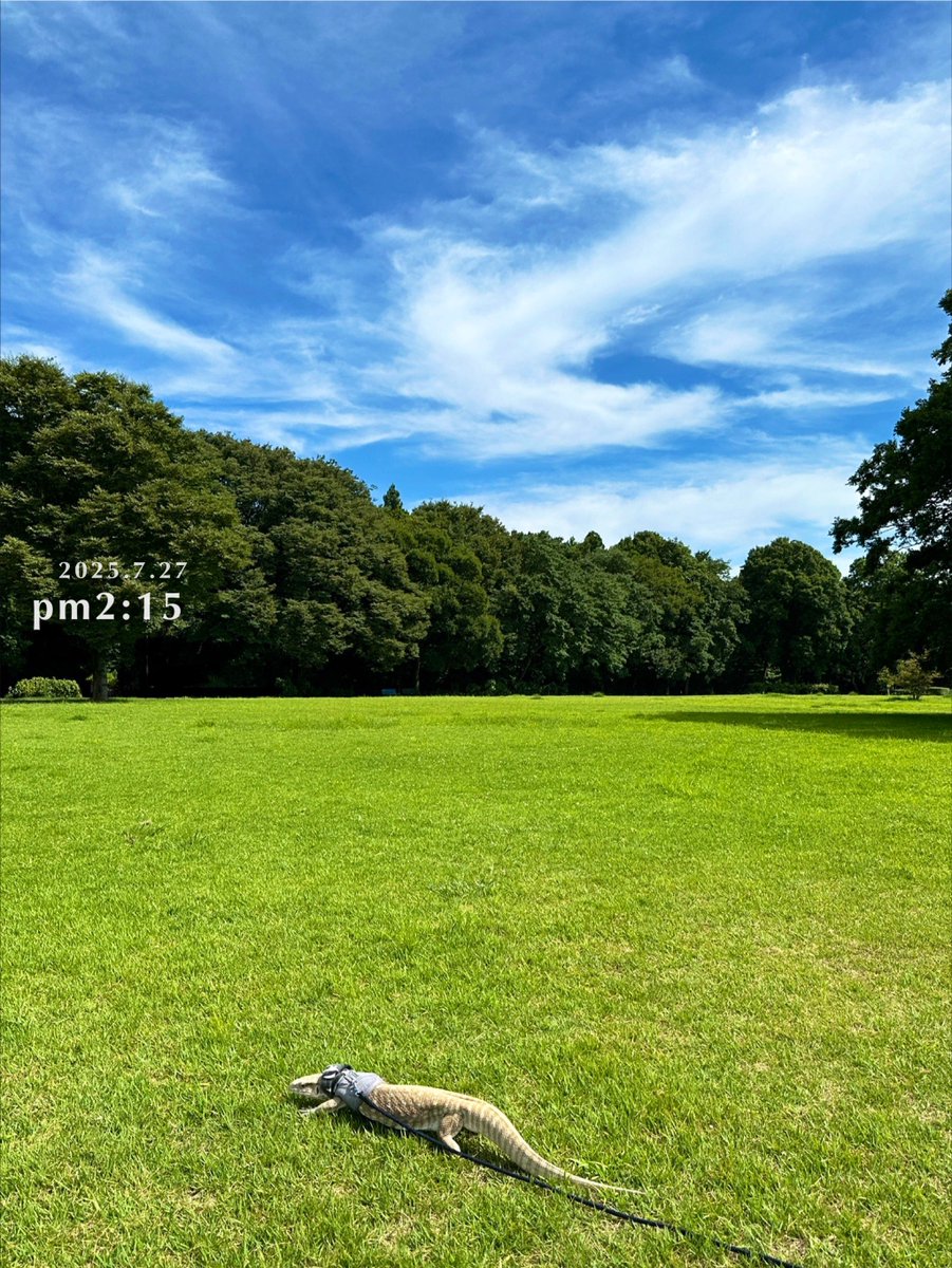 BitterCandy_LG's tweet image. 夏が1番好きな季節🎐🍧🍉
なんかしらんけど大人になっても、なんか楽しい事あるんじゃないかと無意識にソワソワ？ワクワクするこの感じ…
言うてなんもおこらないけども🤣
タラちゃんいるから私はいつもワクワクだわ🤭
 #サバモニ  #サバンナモニター
