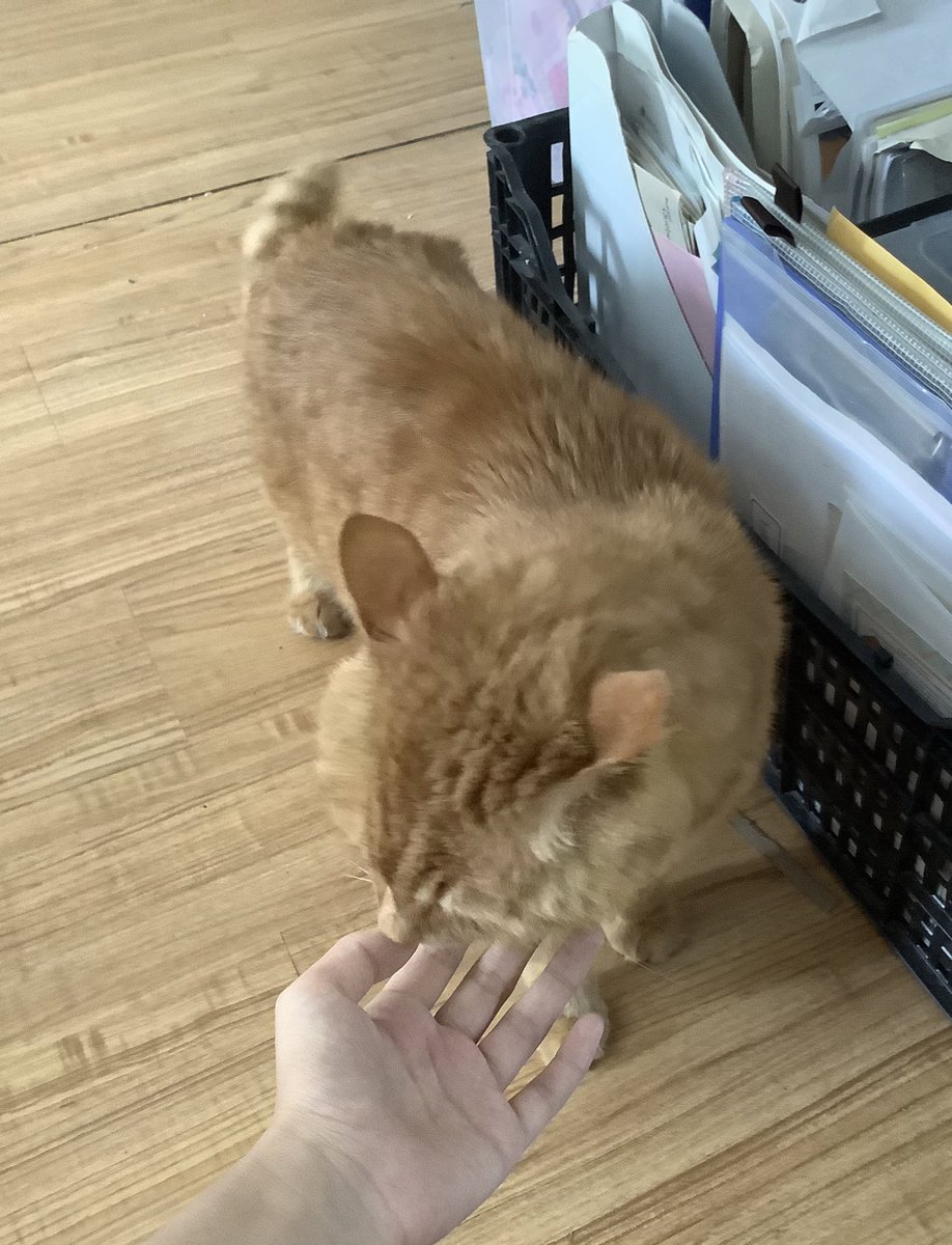 workday6513's tweet image. Fatass