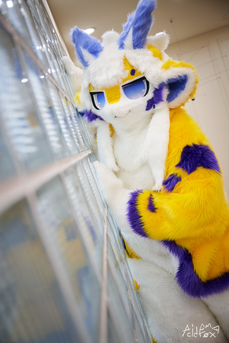 bluefox_kr's tweet image. [#130] Miya
#bluefox #fursuit