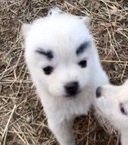 pwbjsc's tweet image. sungchan got the most perfect eyebrows ever its so cute how his face is pretty and delicate and then his eyebrows:
