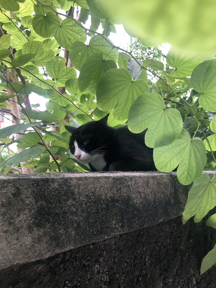 ทางนี้เดินเจอพื้นที่สีเหมียวค่ะ /•᷅•᷄\୭