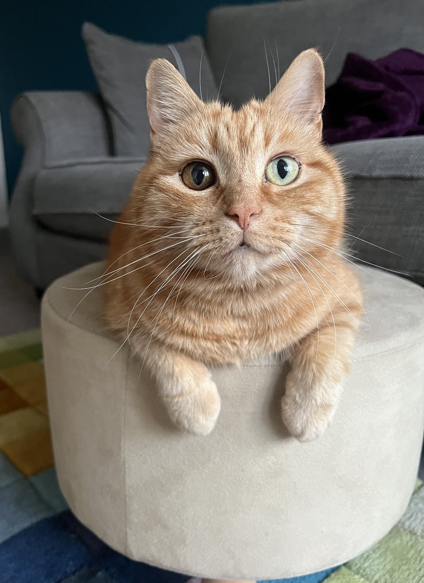 Susan's #CatOfTheDay is Tony.

Thank you <a href="/gingertomtony/">Tony</a> for sharing this pic!