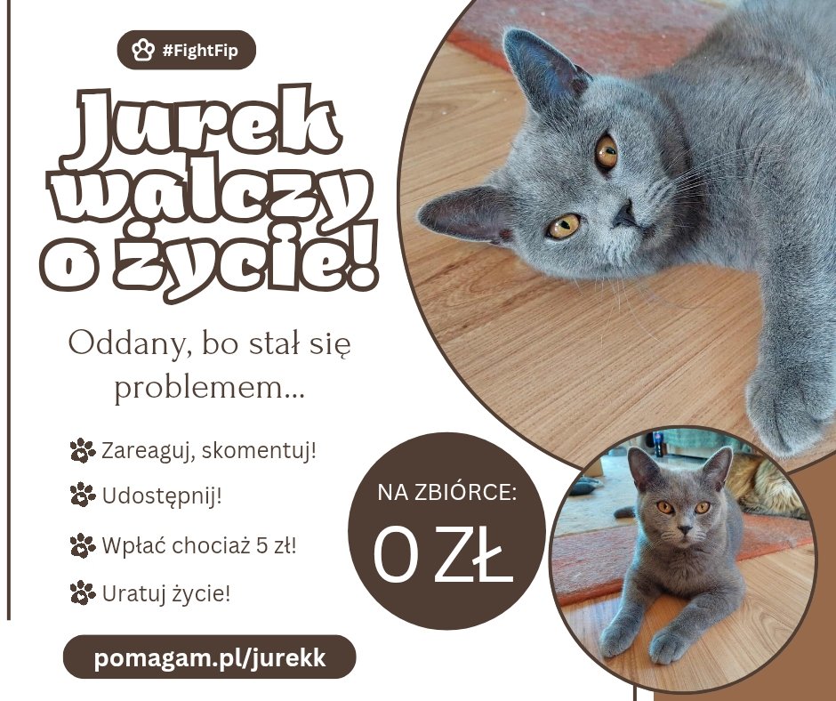 💔 BŁAGAMY O POMOC DLA JURKA 💔

"Jurek to wyjątkowy kot, który już raz wygrał z FIP-em – ciężką, śmiertelną chorobą. Niestety, choroba wróciła, a ja znów staję do tej trudnej walki. Tym razem nie dam rady samodzielnie pokryć kosztów leczenia, leków, badań i opieki