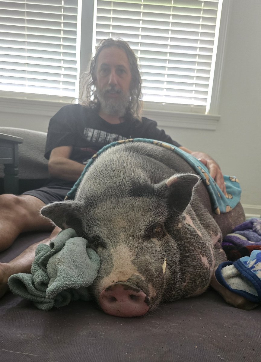 My sweetest baby Gizmo had a sleepover by himself in the front room last night so we didn't get to snuggle in bed. This morning Gizmo had me sit next to him for a makeup nap and snuggle after breakfast:) <a href="/Gizmothehodler/">Gizmo the Hodler</a>