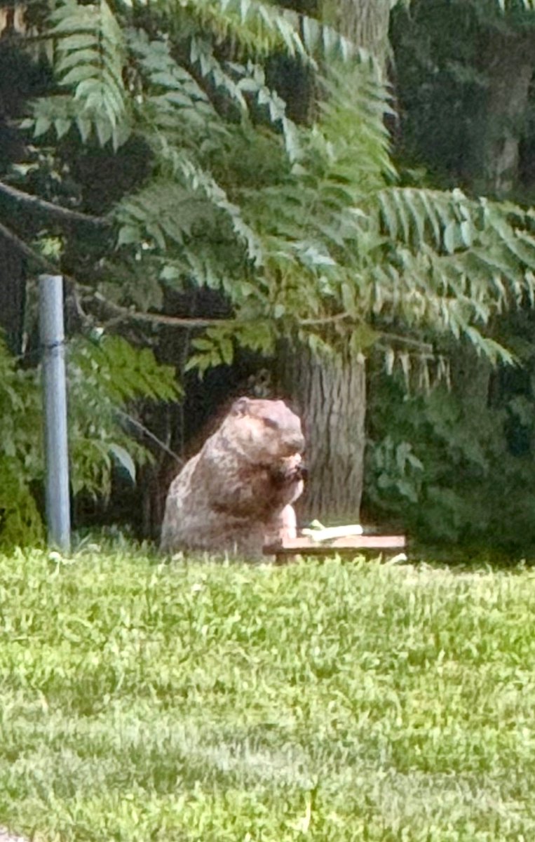 LouDPhillips's tweet image. This is Chuck. Chuck is a woodchuck. She is also a girl. We found out because she brought her babies to us last year.
You might notice Chuck’s special picnic table which is just for her.
Chuck enjoys brunch.
Photo by @YMPhillips