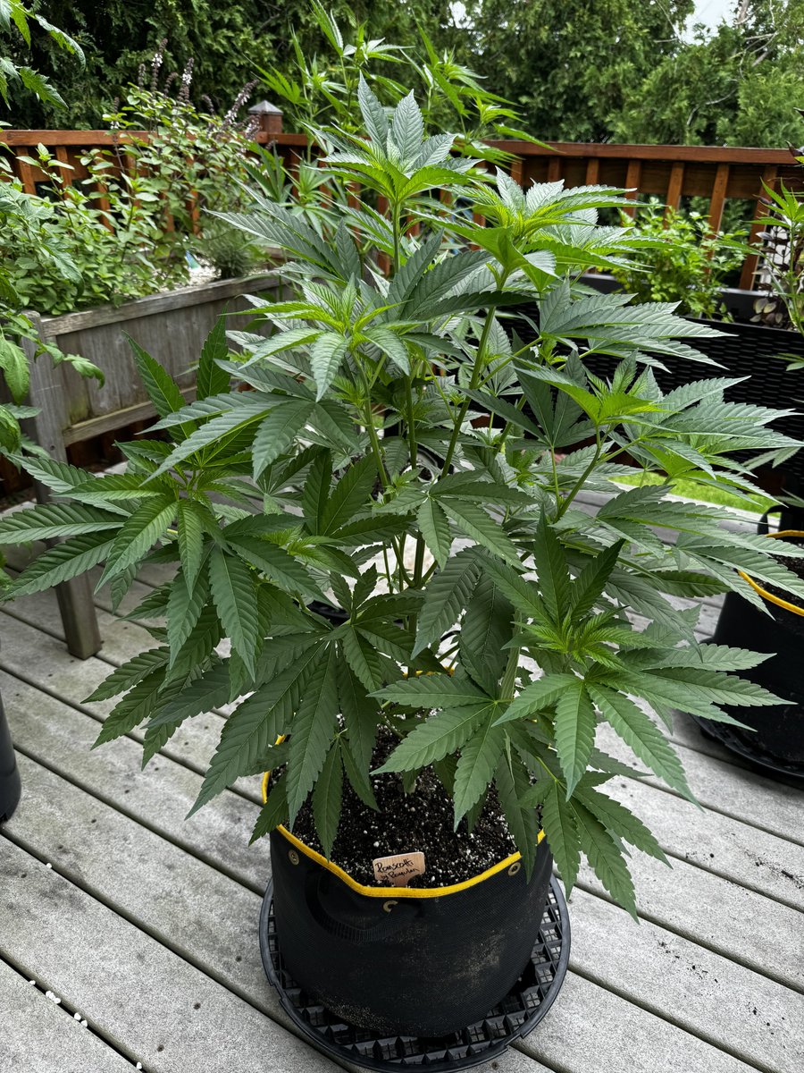 KippaGrows's tweet image. Romscotti by @RomulanJake is loving life outdoors. After seeing the trichome production on this plant last grow, I needed to put one outside for hash 💚