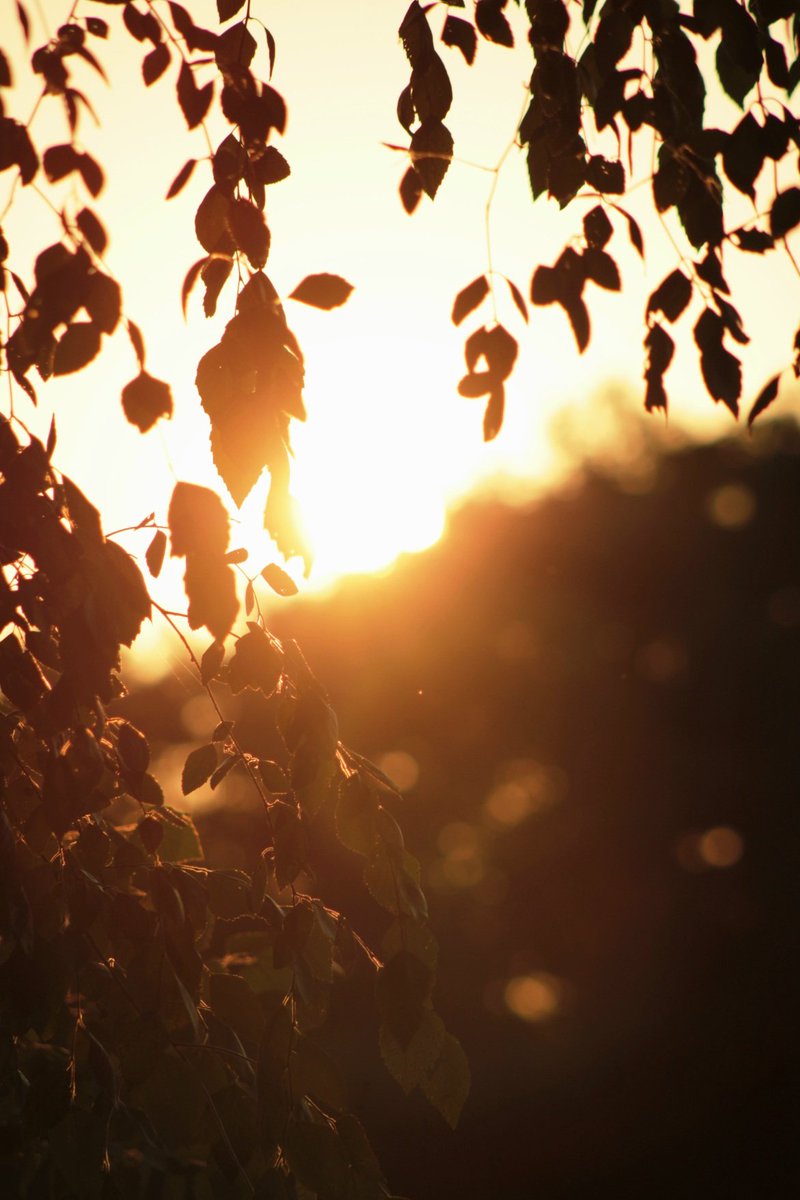AcyRunway13's tweet image. I long for the moment, that it just wasn't a memory between us...
May your Sunday be filled with light ☀️😊☕️
#sunday #july #summer #NJ
#poetry #writing #thoughts
#NaturePhotography