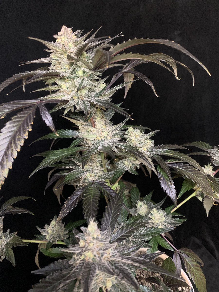 staubingenetics's tweet image. Capt. Chunk - Feminized
What an absolute beauty! Terps, trichomes and dense budskeez! This girl has it all!
👇🏻