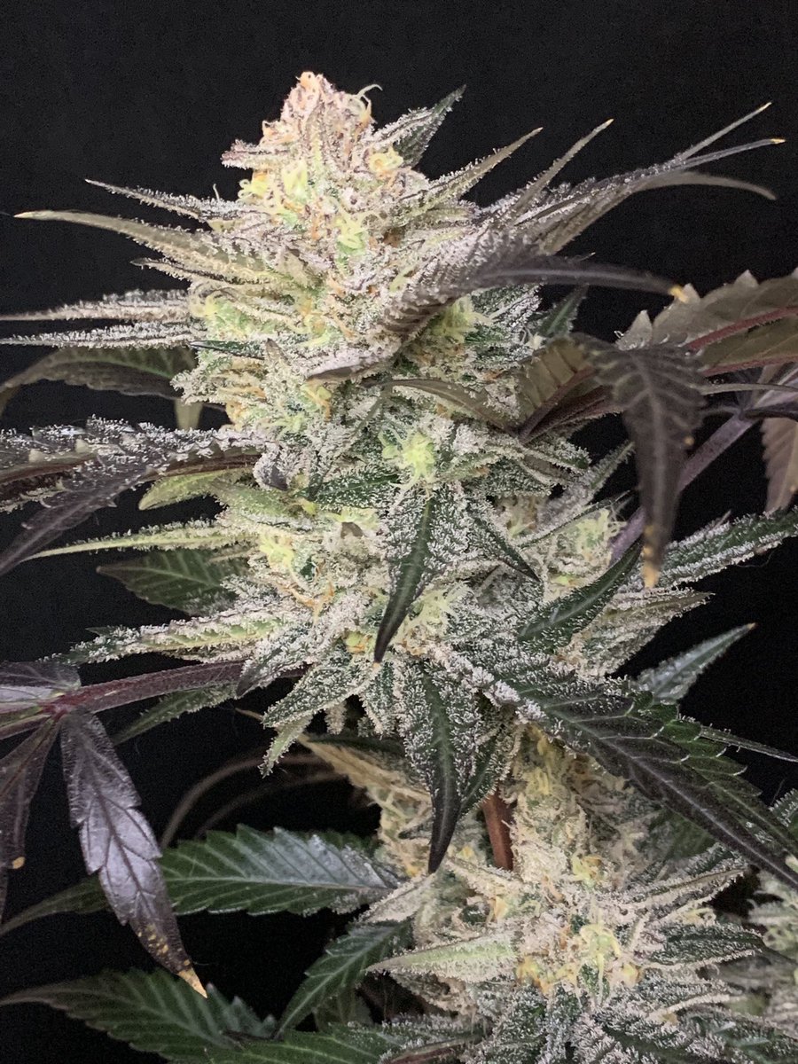 staubingenetics's tweet image. Capt. Chunk - Feminized
What an absolute beauty! Terps, trichomes and dense budskeez! This girl has it all!
👇🏻