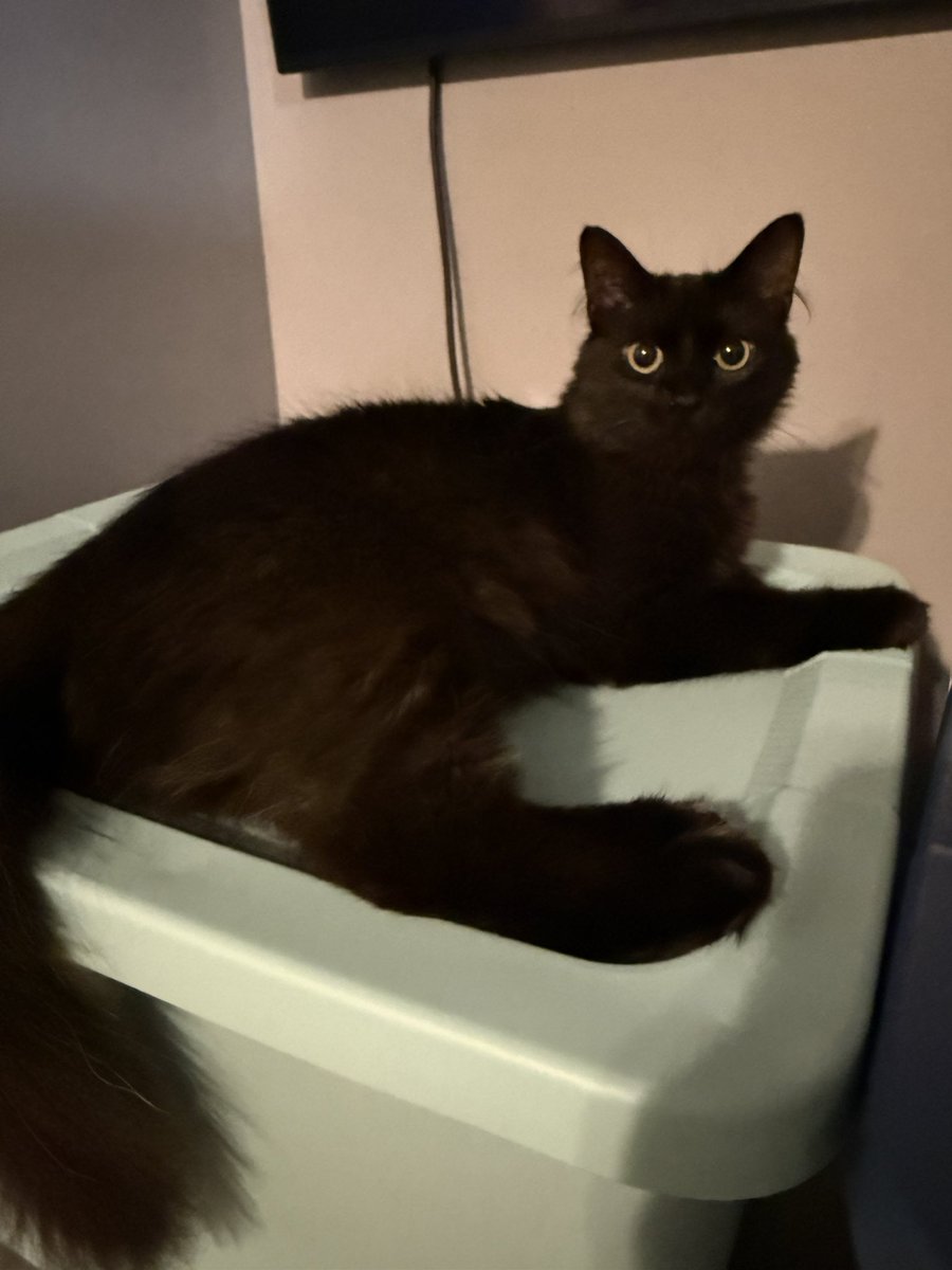 SafiriaVT's tweet image. Sylvester has grown so much 😭🫶🏼

Happy 1st birthday baby boy. You’re my favorite menace 🖤✨