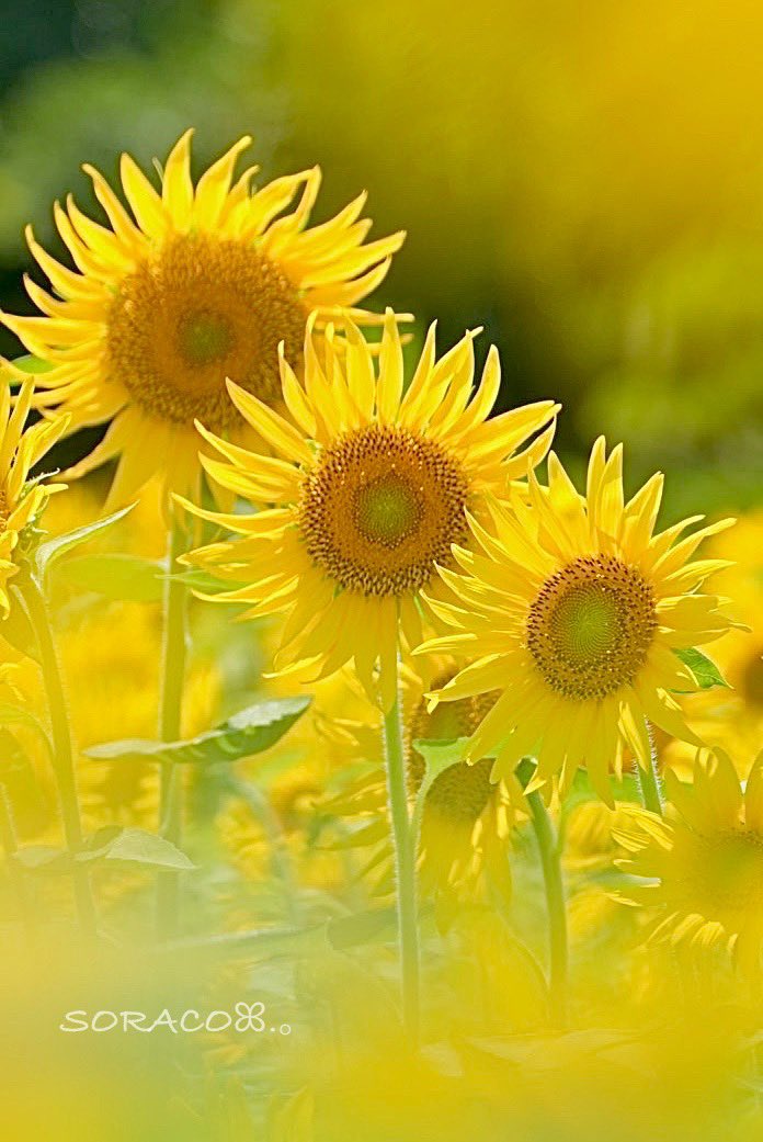 soracosorairo's tweet image. おはようございます🌻🌻🌻.⋆𝜗𝜚

#α7CII 
#ひまわり