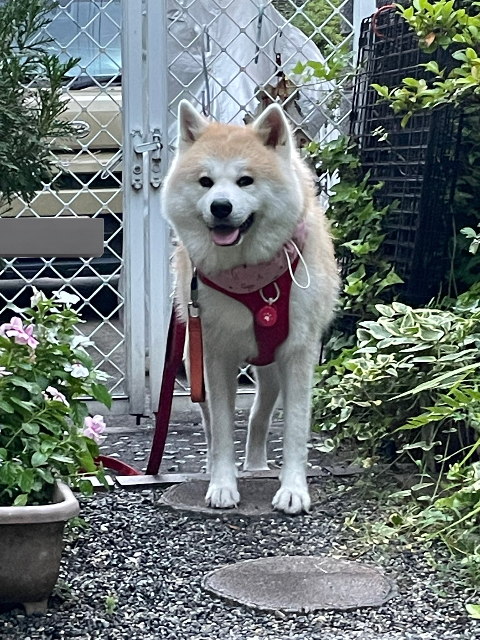 秋田犬 もも on X: 