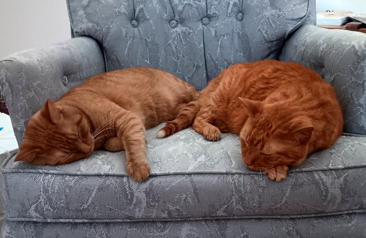 My boys relaxing on a Sunday afternoon. Cheeto Willie Mays and Benji.🐈🐈🐈‍⬛ #cats