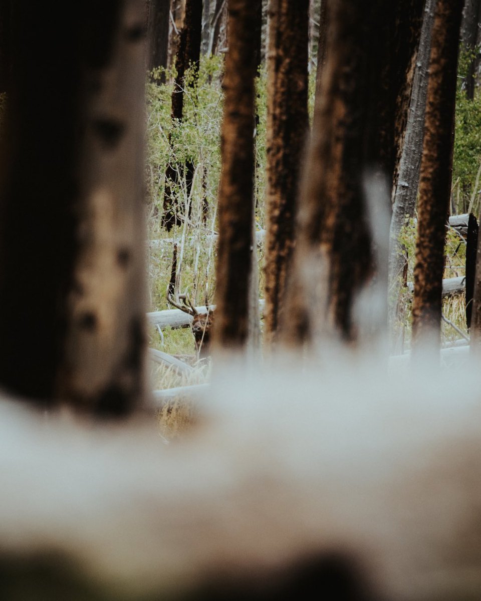 GOHUNT's tweet image. Weather doesn't just affect what gear to pack.
From animal behavior and movement to navigation, safety, and even weapon performance, weather plays a critical role in a hunt. You need real-time weather tools to adapt your plan, and that's why we added weather to the GOHUNT app.…