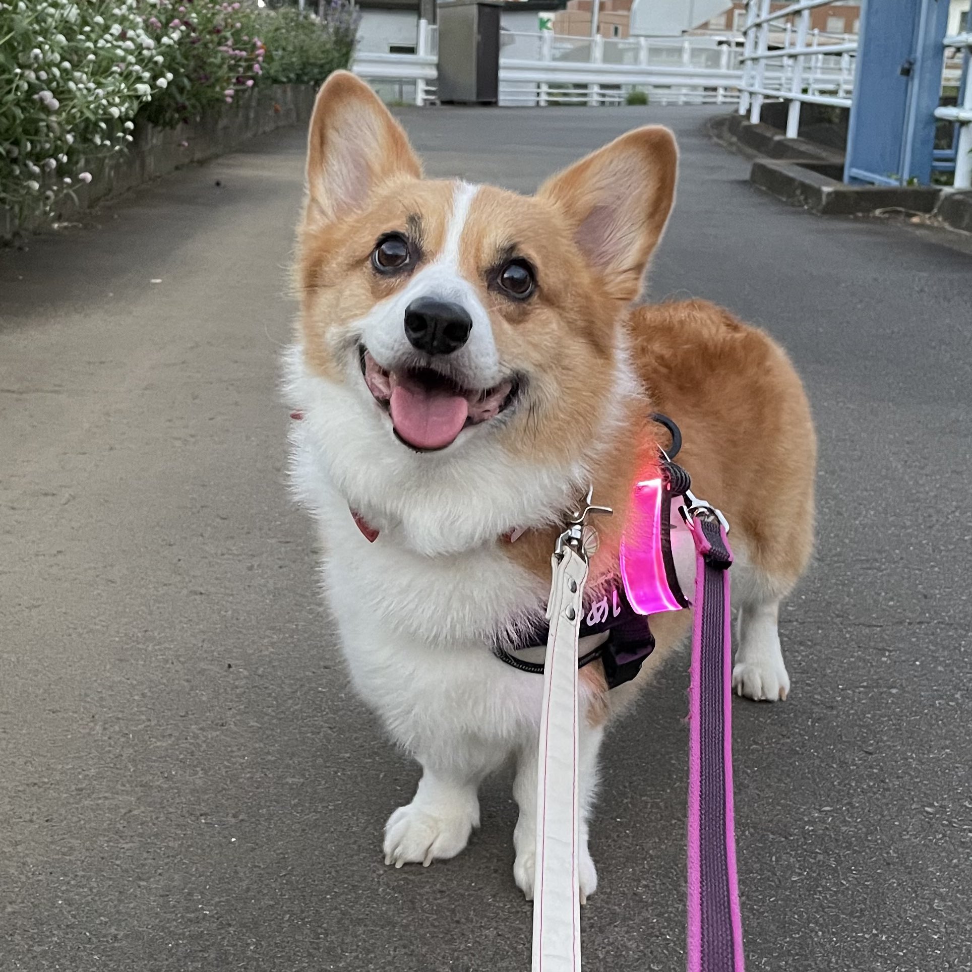カレン　ホイプティング　犬　コーギー　小鳥　鳥かご ブランドのギフト カレン 絵画 鳥かご 小鳥 コーギー 犬 ホイ