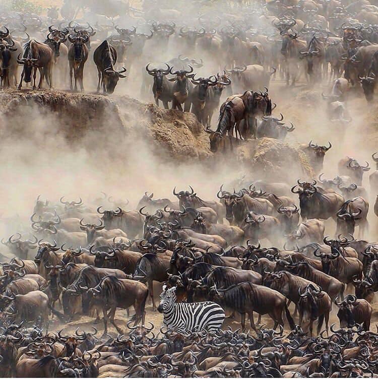 Visit Tanzania (@visittanzania1) on Twitter photo An endless circle of survival, the Great Serengeti Migration is happening now. An endless circle of survival, the Great Serengeti Migration is happening now.