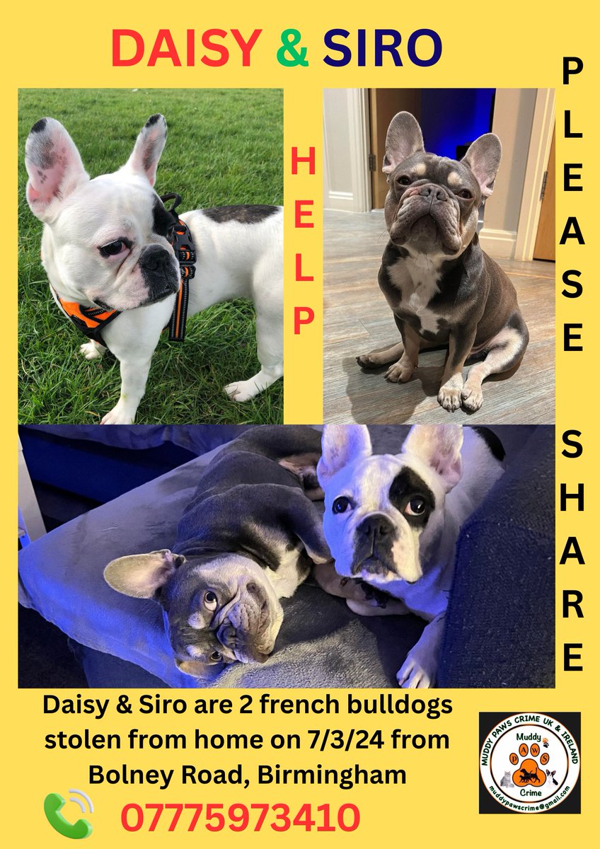 muddypawscrime's tweet image. Please can you help us to do a big push on shares over all social media platforms & on the Next Door Platform in your a for DAISY & SIRO
Someone has information so please can you now speak up & contact us IN CONFIDENCE
@MissingPetsGB @HunnyJax #sharesunday