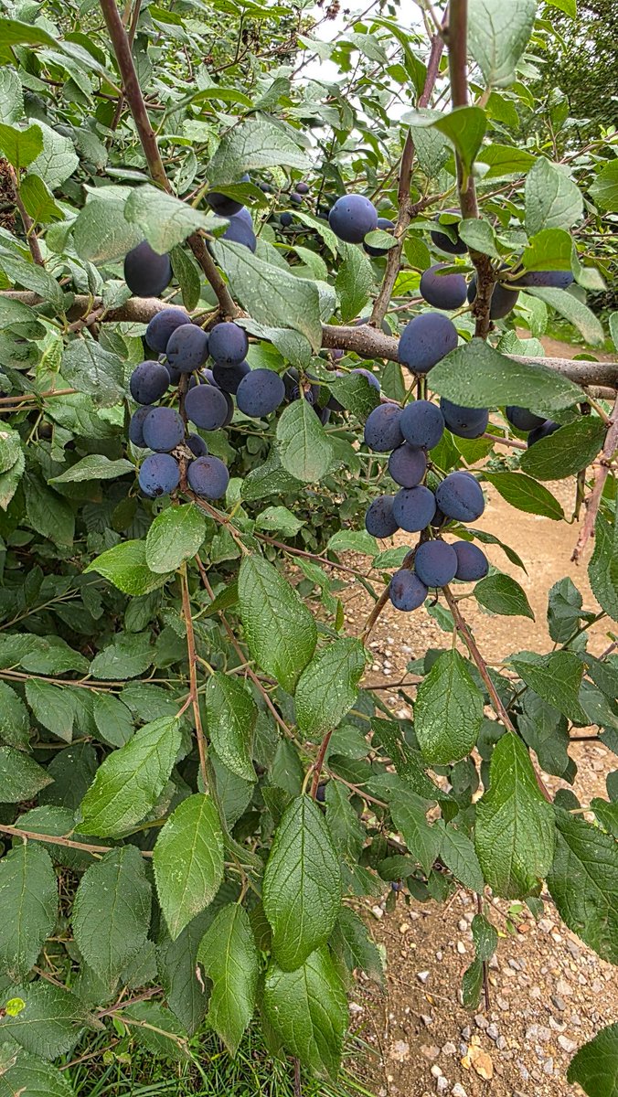 Beekeeping for this year is coming an abrupt end. Treating and feeding this weekend &amp; reducing hive entrances to help fight off robbing bees &amp; wasps. Weak colonies or ones with failing queens or even too much space are at risk.

These Blackthorne Sloe berries are 2 months early.