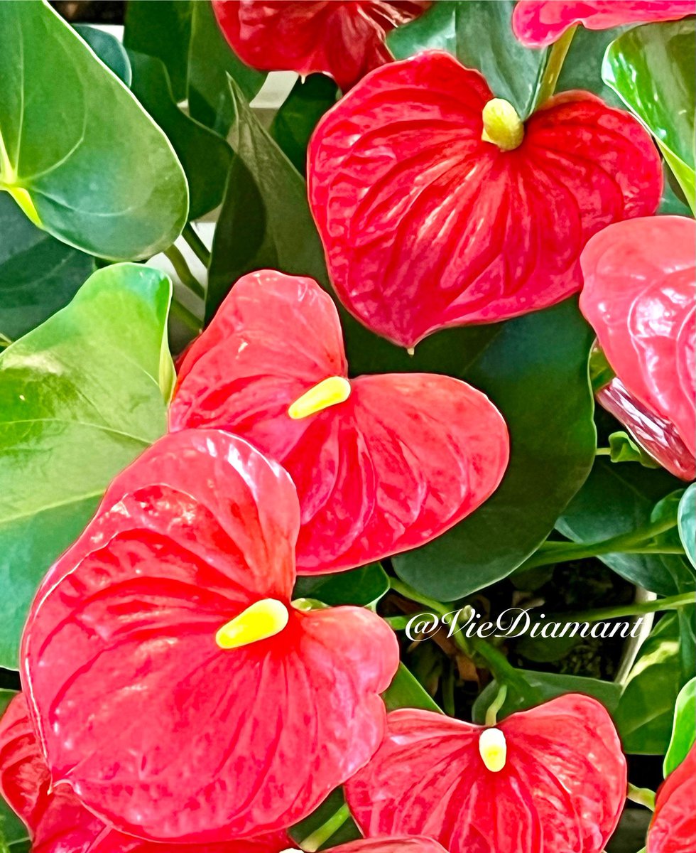 ˖おはようございます⋆🌺࿐໋₊

週末は商談と準備でﾊﾞﾀﾊﾞﾀでしたが、無事 良い結果で終えて 関係者にも喜んでいただけて一安心。ライオンズゲート期間は 特にパワフルに進んでいこうと思います！
⋆🌺࿐໋₊
いつもありがとうございます⋆🌺
今週もよろしくお願いいたします🌺࿐໋₊

#Dia