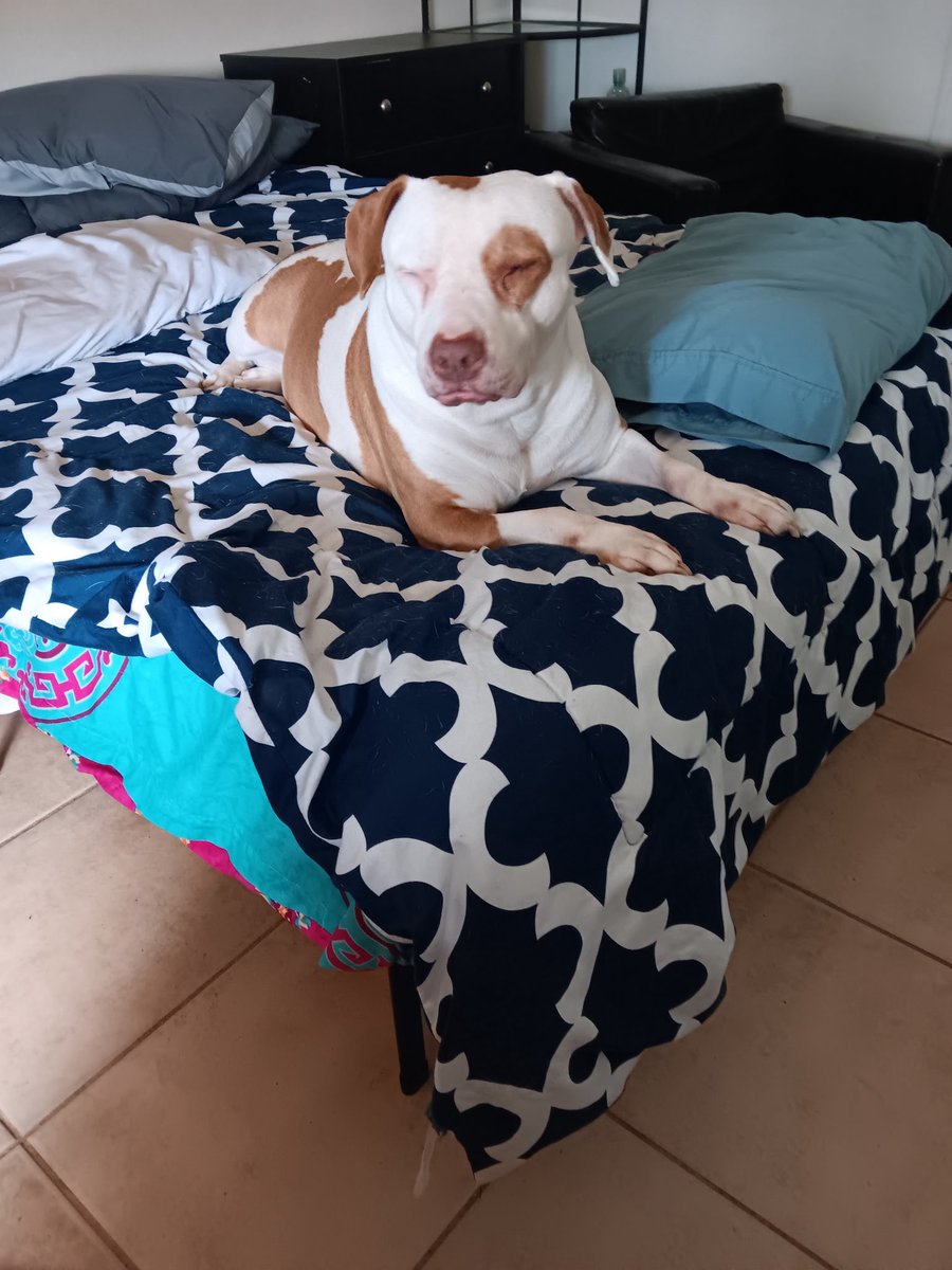 AlaNNa Rizzo (@alannarizzo) on Twitter photo Peyton’s owner died. Family was about to send her to a high kill shelter. <a href="/GuidrysGuardian/">Guidry's Guardian Foundation</a> found a foster. We need supplies. Please help.
amazon.com/hz/wishlist/ls… Peyton’s owner died. Family was about to send her to a high kill shelter. <a href="/GuidrysGuardian/">Guidry's Guardian Foundation</a> found a foster. We need supplies. Please help.
amazon.com/hz/wishlist/ls…
