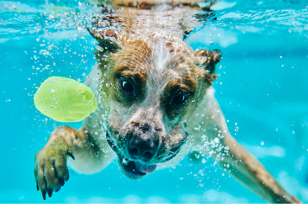 connectBP's tweet image. Let your dogs beat the heat, have some fun at public pool and help out charity at the same time in unique event. Check it out: ow.ly/4Egl50WsTKQ