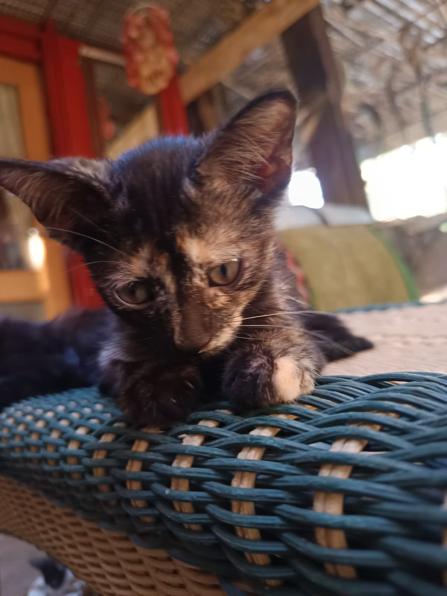 SilviaMylo's tweet image. Es una carey de tres mesecitos. Su mamá entró a parir al jardín de una señora que tiene muchos animales y muy pocos recursos 😞
Los hermanos han ido adoptandose y ella como es carey no gusta a nadie a pesar de que la leyenda dice que dan buena suerte
Parece como si supiera que…