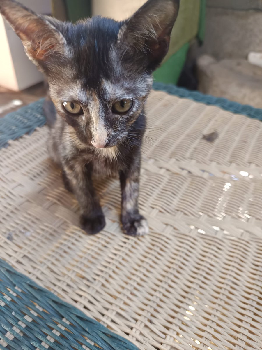 SilviaMylo's tweet image. Es una carey de tres mesecitos. Su mamá entró a parir al jardín de una señora que tiene muchos animales y muy pocos recursos 😞
Los hermanos han ido adoptandose y ella como es carey no gusta a nadie a pesar de que la leyenda dice que dan buena suerte
Parece como si supiera que…
