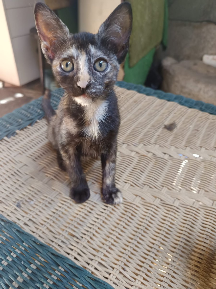 SilviaMylo's tweet image. Es una carey de tres mesecitos. Su mamá entró a parir al jardín de una señora que tiene muchos animales y muy pocos recursos 😞
Los hermanos han ido adoptandose y ella como es carey no gusta a nadie a pesar de que la leyenda dice que dan buena suerte
Parece como si supiera que…