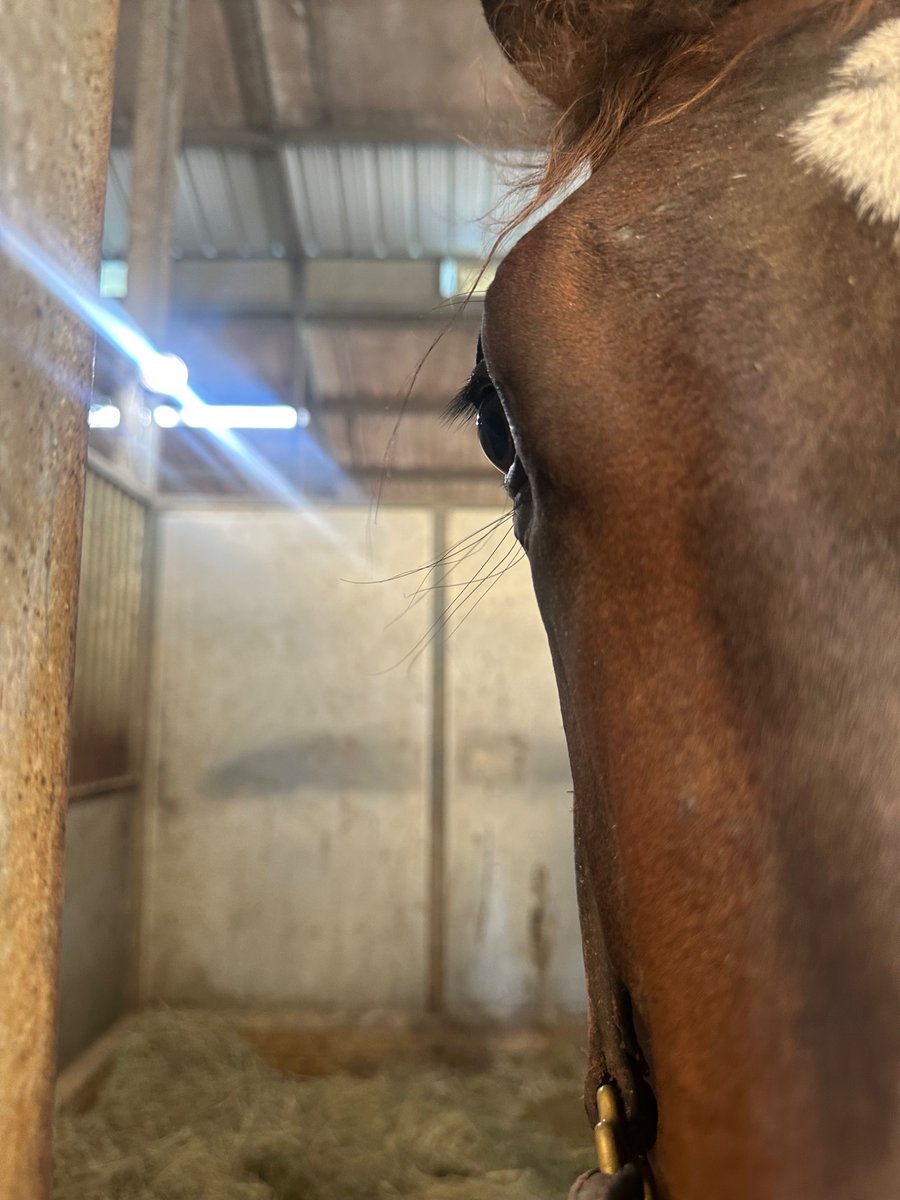 MachmerHall's tweet image. So @MachmerHallSls policy change… no longer going to trim the whiskers on the muzzles and eyes of the horses we sell at public auction. This @FasigTiptonCo Saratoga yrl out of Blood Curdling greeted me today like this when I opened his door to visit him. I think he likes my…