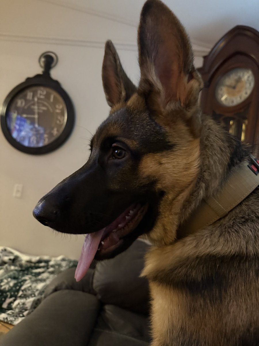 <a href="/gsdheart/">German Shepherd</a> I’ve got to have one of these!!!  No privacy anymore but absolutely love my German Shepherd