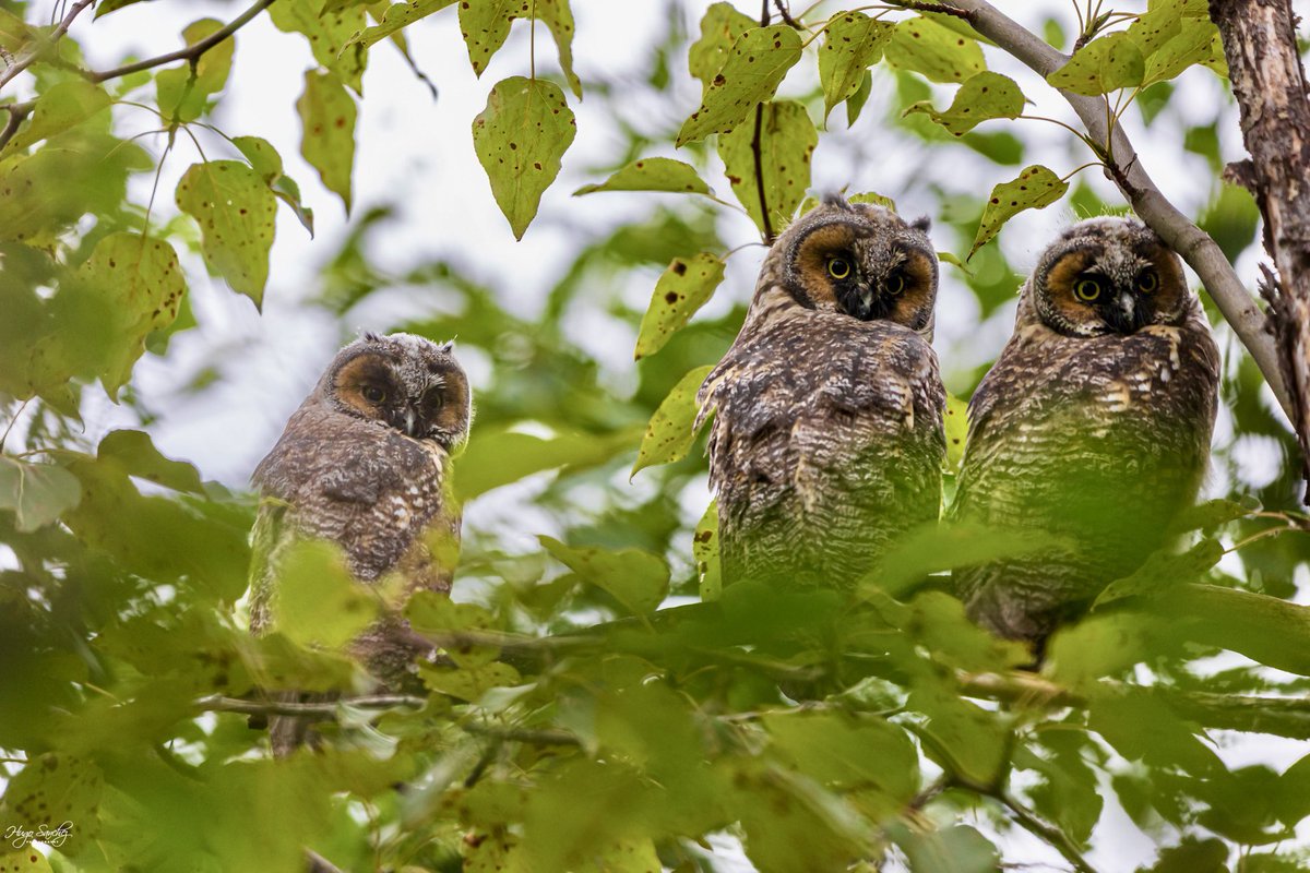 YEGHugo's tweet image. The Three Hermanos (siblings) juvenile long eared owls #owl #juvenileowls #longearedowl #nature #birds #forest #canada #alberta #edmonton #photography #wildlife