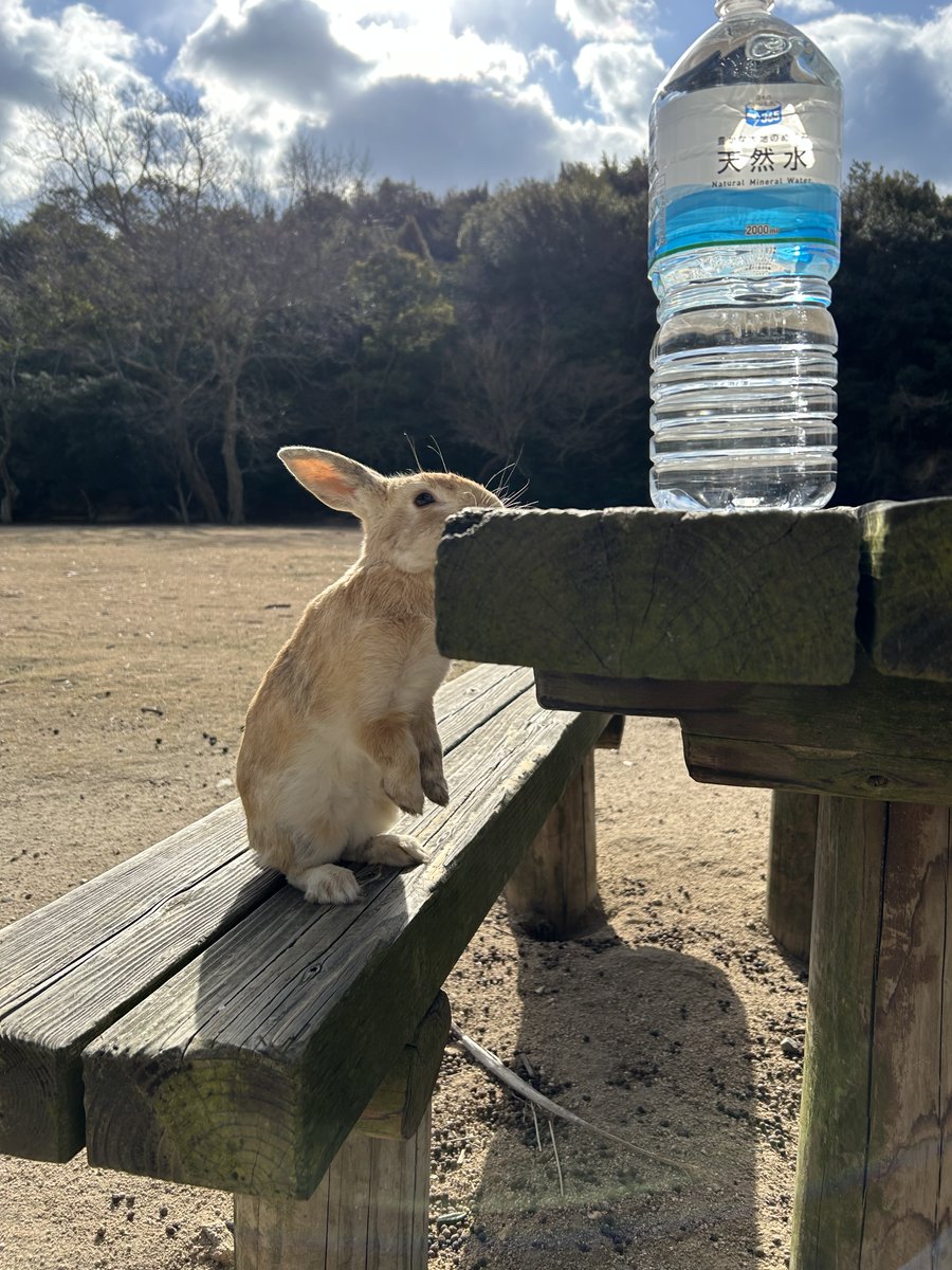 hatosyepusuto's tweet image. #大久野島 #うさぎ
うさぎにミネラルウォーターは✖なのに写真やサントリーの天然水をあげてしまったので心配になったのですが カルシウムの少ない軟水なら大丈夫だそうなのでホッとしました
酷暑の中 給水されているボランティアさんのご恩に報いるためにも うさぎさんを大切にしたいですね
