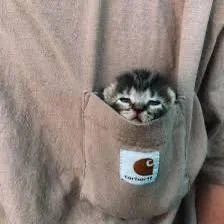 DOGDIRECT0R's tweet image. // what im gonna do to @pawlocket /silly
