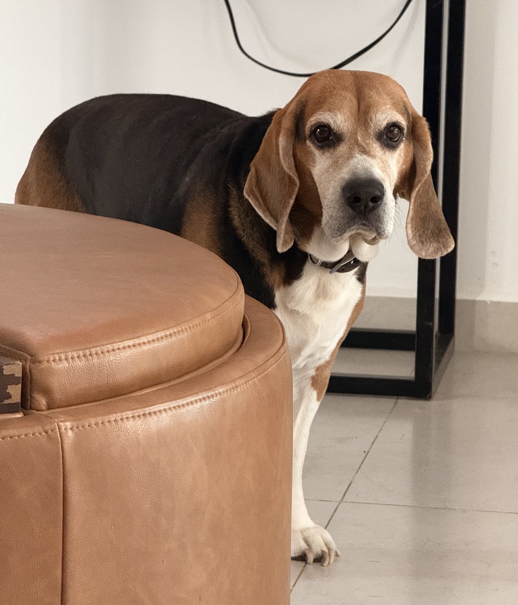 HebMT's tweet image. Un #BeagleLink en 3 actos:
a) acechando a la juanga 
b) juzgando
c) exigiendo