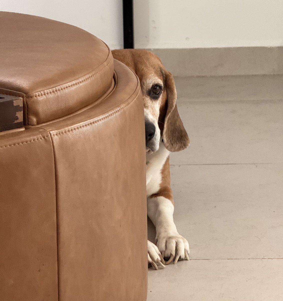 HebMT's tweet image. Un #BeagleLink en 3 actos:
a) acechando a la juanga 
b) juzgando
c) exigiendo