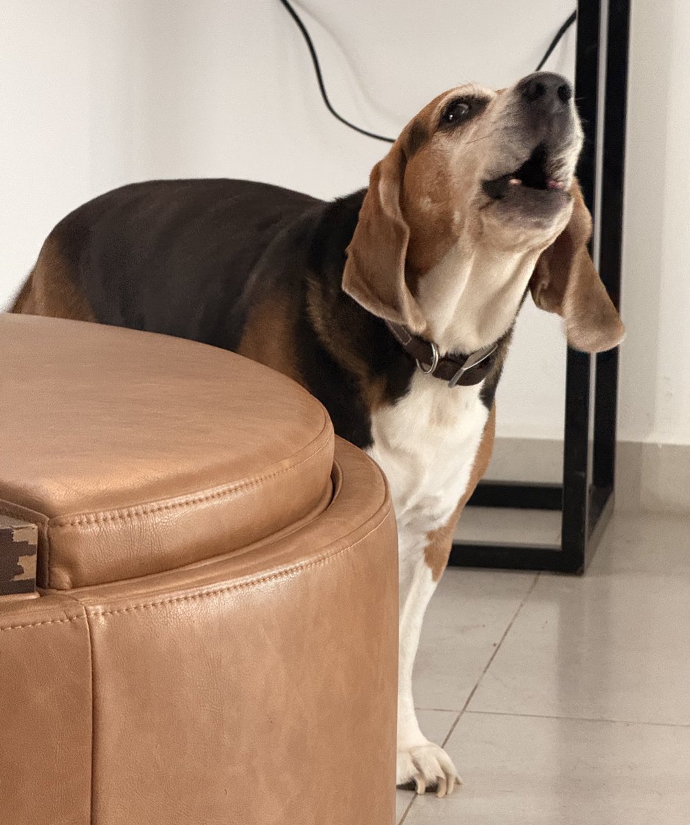 HebMT's tweet image. Un #BeagleLink en 3 actos:
a) acechando a la juanga 
b) juzgando
c) exigiendo