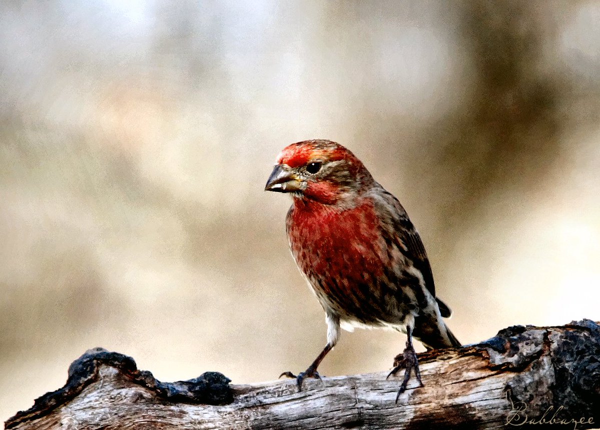 BusterVoodoo2's tweet image. Housefinch or Purple Finch?