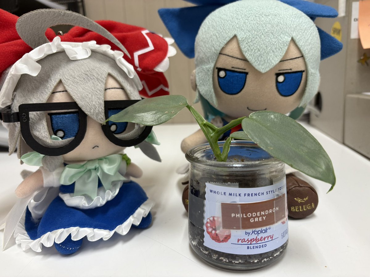 Puck_227's tweet image. Weekly Plant Update: It grows without sunlight