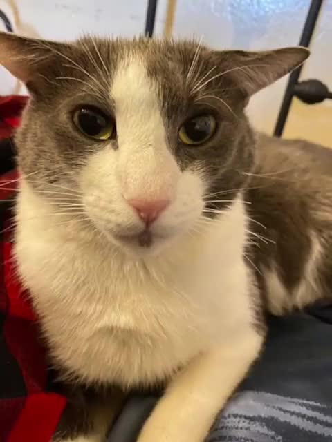 the47cat's tweet image. Hey apple