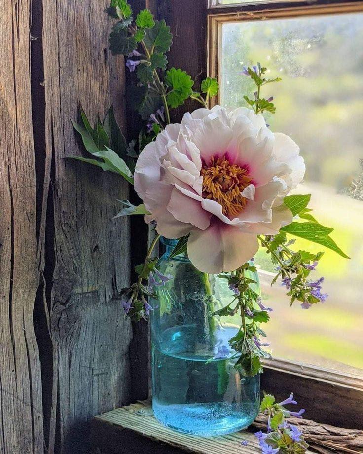EllieCG11's tweet image. Sometimes, we need flowers.