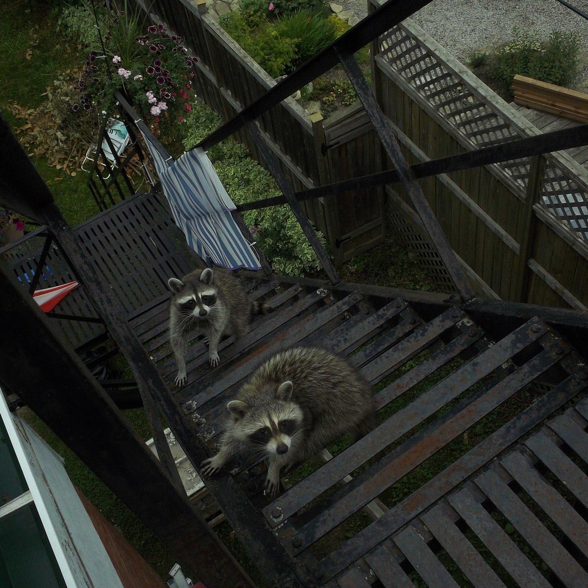 vampirebrat01's tweet image. greetings from my fire escape. 🦝🦝