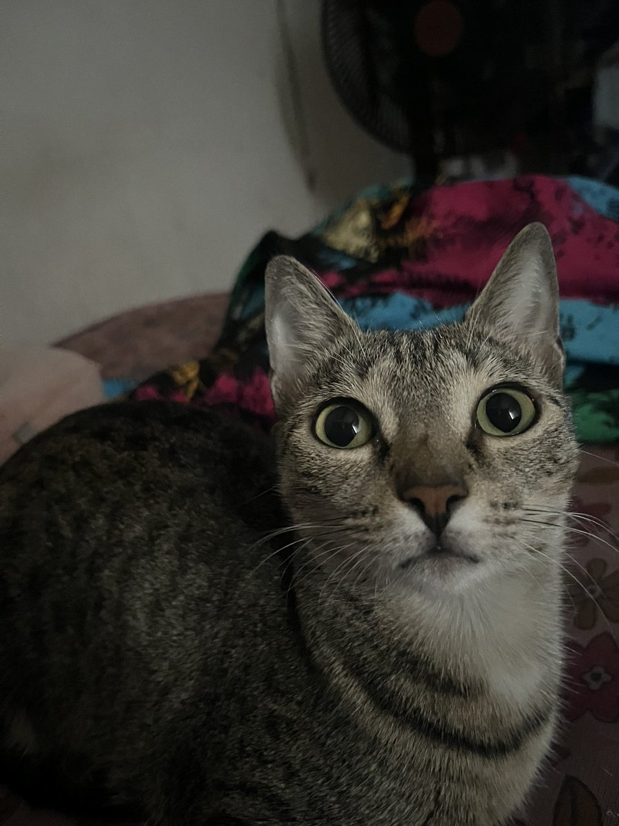 __Ademide's tweet image. meet wura, my cat